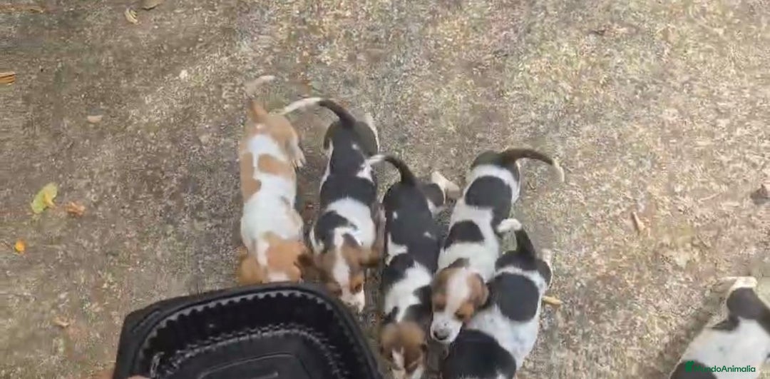 Basset Hound perros en venta: Preciosos sabuesos - Imagen 12