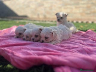 Bichón Maltés perros Bichon maltes - Anuncio 8