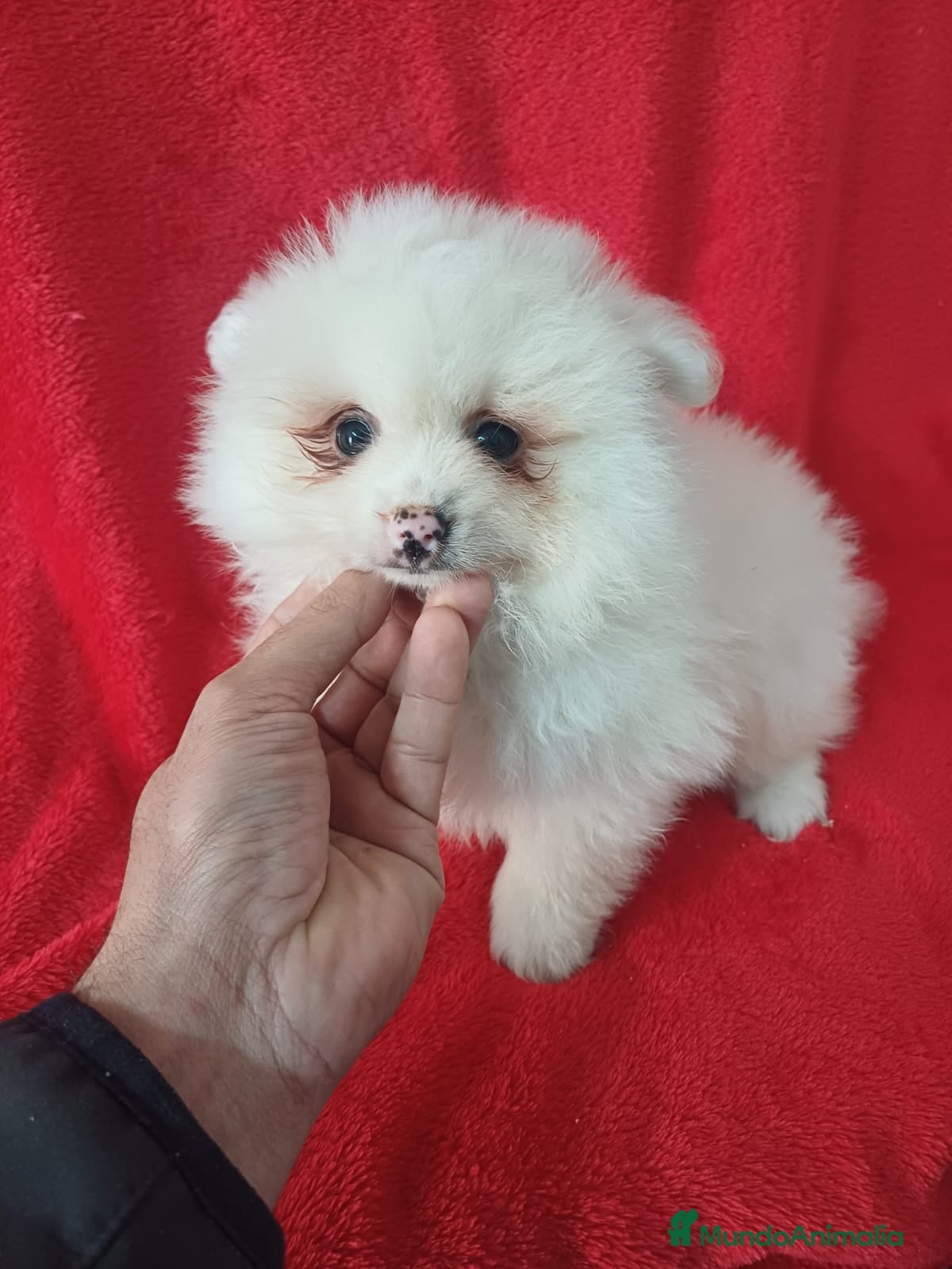 Pomerania perros Pomerania Mini  - Anuncio 1