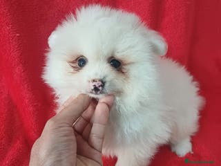 Pomerania perros Pomerania Mini - Anuncio 1