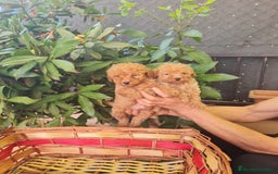 Caniche Toy perros en venta: Caniche toy - Imagen 4