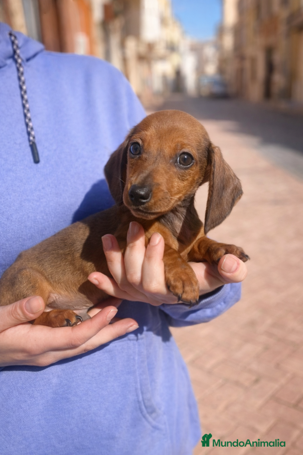 Pomerania perros Teckel mini - Anuncio 6