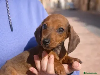 Pomerania perros Teckel mini - Anuncio 6