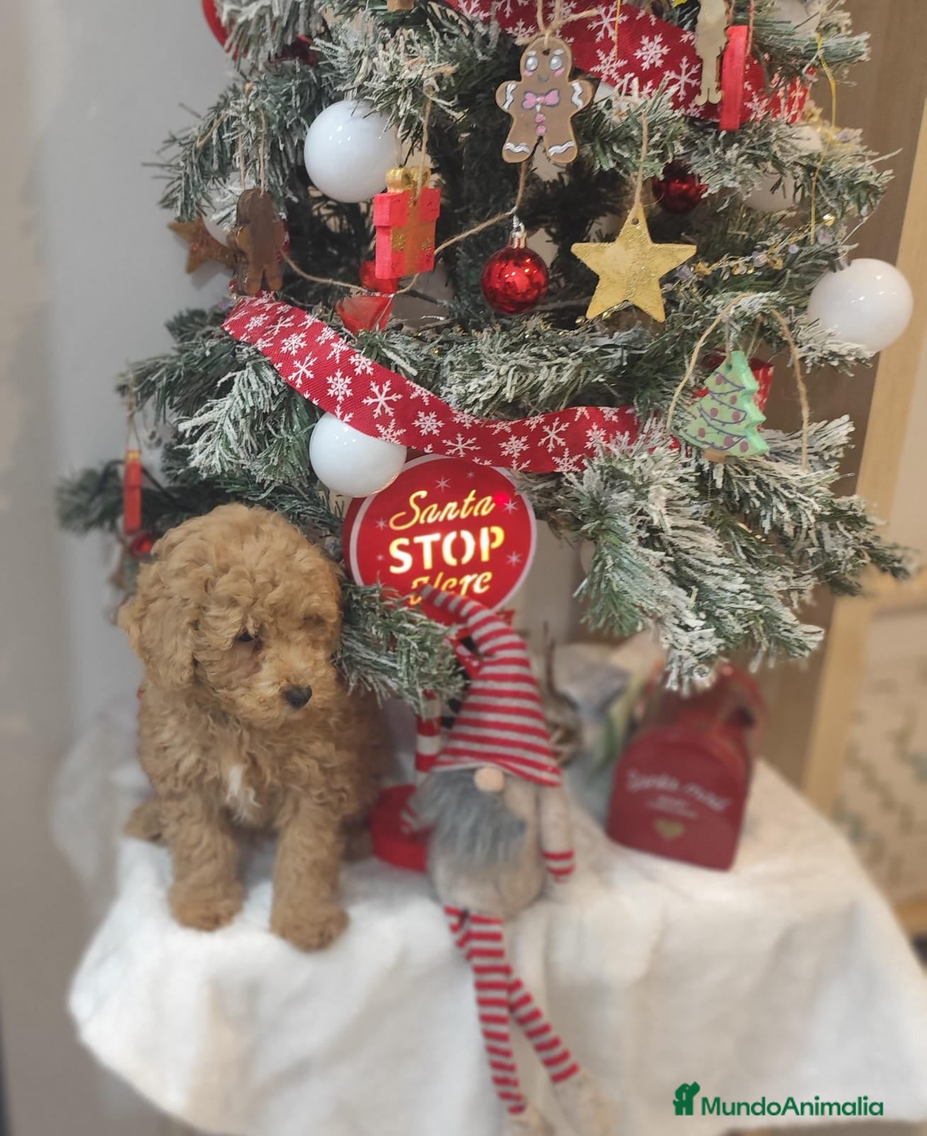 Caniche Toy perros Caniche toy  - Anuncio 1