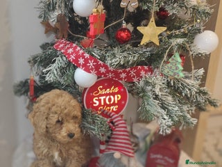 Caniche Toy perros Caniche toy - Anuncio 1