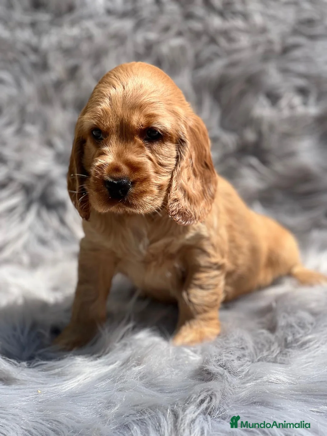 Cocker Spaniel Inglés perros en venta: Cocker ingles dorado en Barcelona - Anuncio 1
