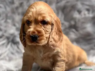 Cocker Spaniel Inglés perros Cocker ingles dorado en Barcelona - Anuncio 10