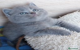 Británico de Pelo Corto gatos en venta: British Blue  - Imagen 4