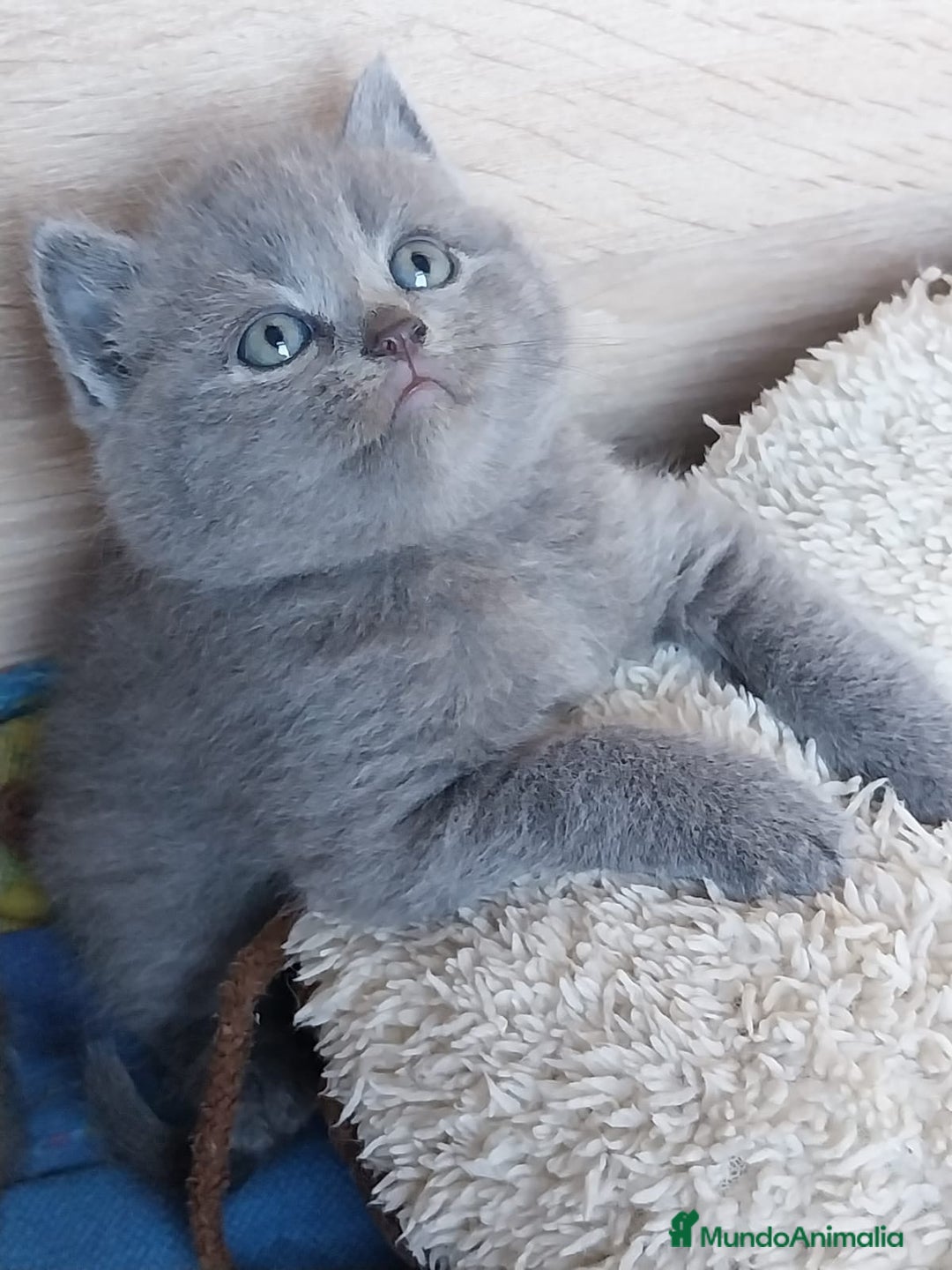Británico de Pelo Corto gatos en venta: British Blue  - Imagen 4