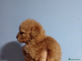 Caniche Toy perros en Málaga - Anuncio 6
