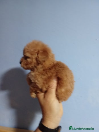 Caniche Toy perros en Málaga - Anuncio 1