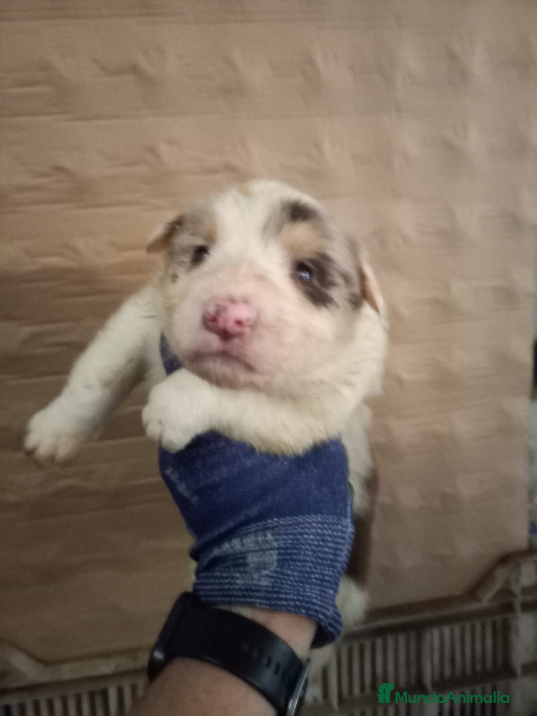 Border Collie perros en venta: Bordér collie  - Anuncio 7