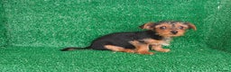 Yorkshire Terrier perros en venta: Yorkshire terrier  - Anuncio 2