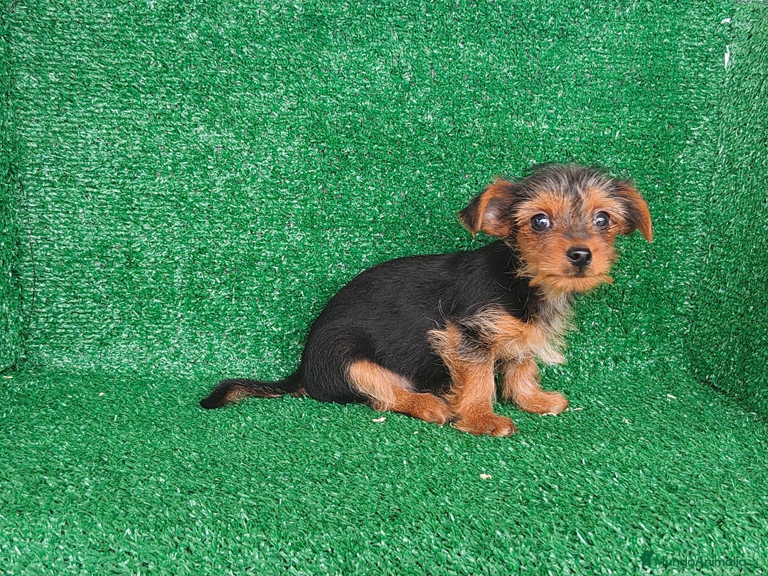 Yorkshire Terrier perros en venta: Yorkshire terrier  - Anuncio 2