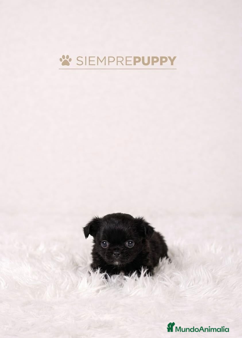 Chihuahua perros CHIHUAHUA PELO LARGO MINI TOY  NEGRO INTENSO - Anuncio 3