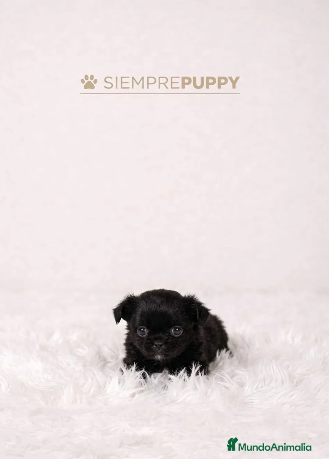 Chihuahua perros en venta: CHIHUAHUA PELO LARGO MINI TOY  NEGRO INTENSO - Anuncio 1