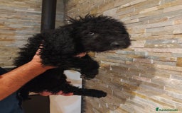 Perro de Agua Español perros en venta: Ultimo macho de la camada - Imagen 5