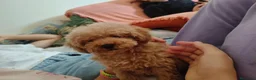 Caniche Toy perros en venta: Caniche Toy - Anuncio 2