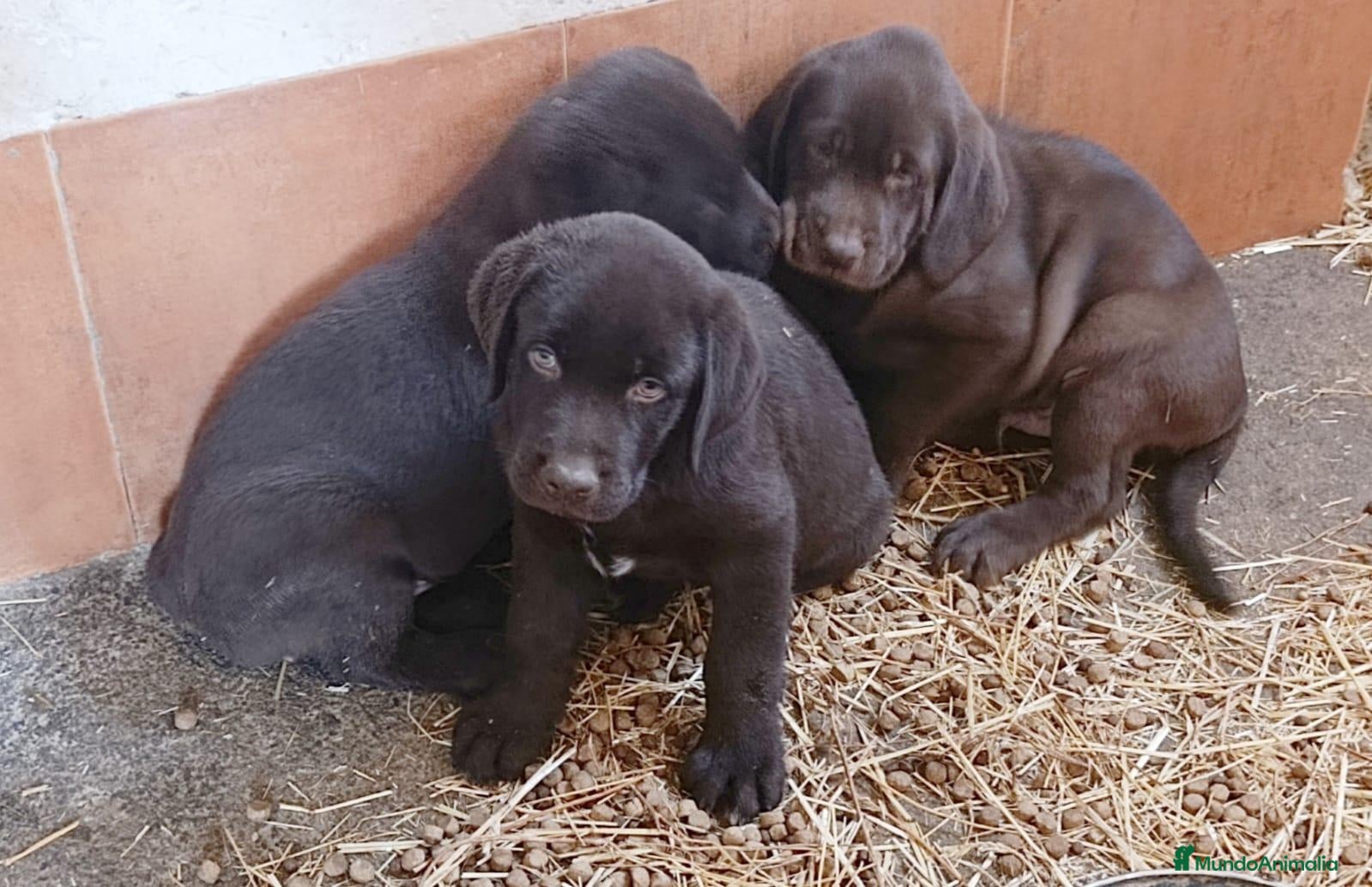 Labrador Retriever perros Cachorros de Labrador chocolate - Anuncio 1