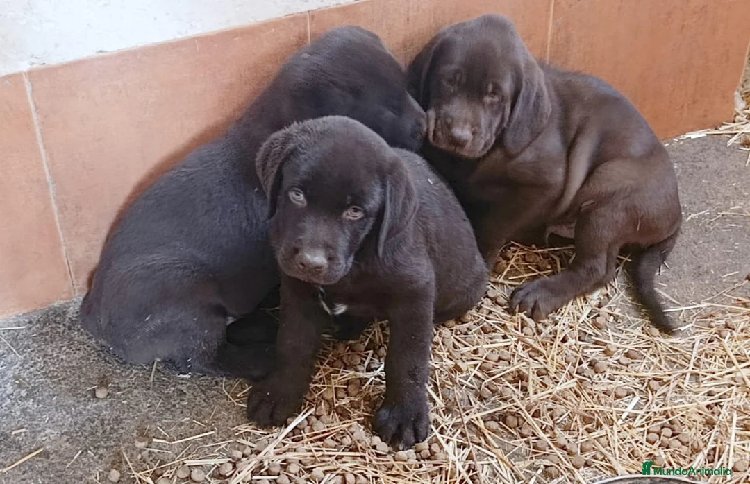 Labrador Retriever perros en venta: Cachorros de Labrador chocolate - Anuncio 1