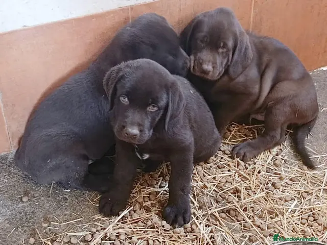 Labrador Retriever perros Cachorros de Labrador chocolate - Anuncio 1