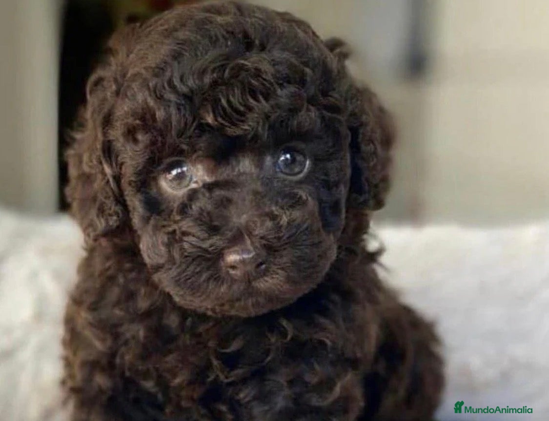 Caniche Toy perros Caniche Toy, Chocolate - Anuncio 2