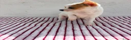 Chihuahua perros en venta: Hembra Chihuahua toy  - Anuncio 6