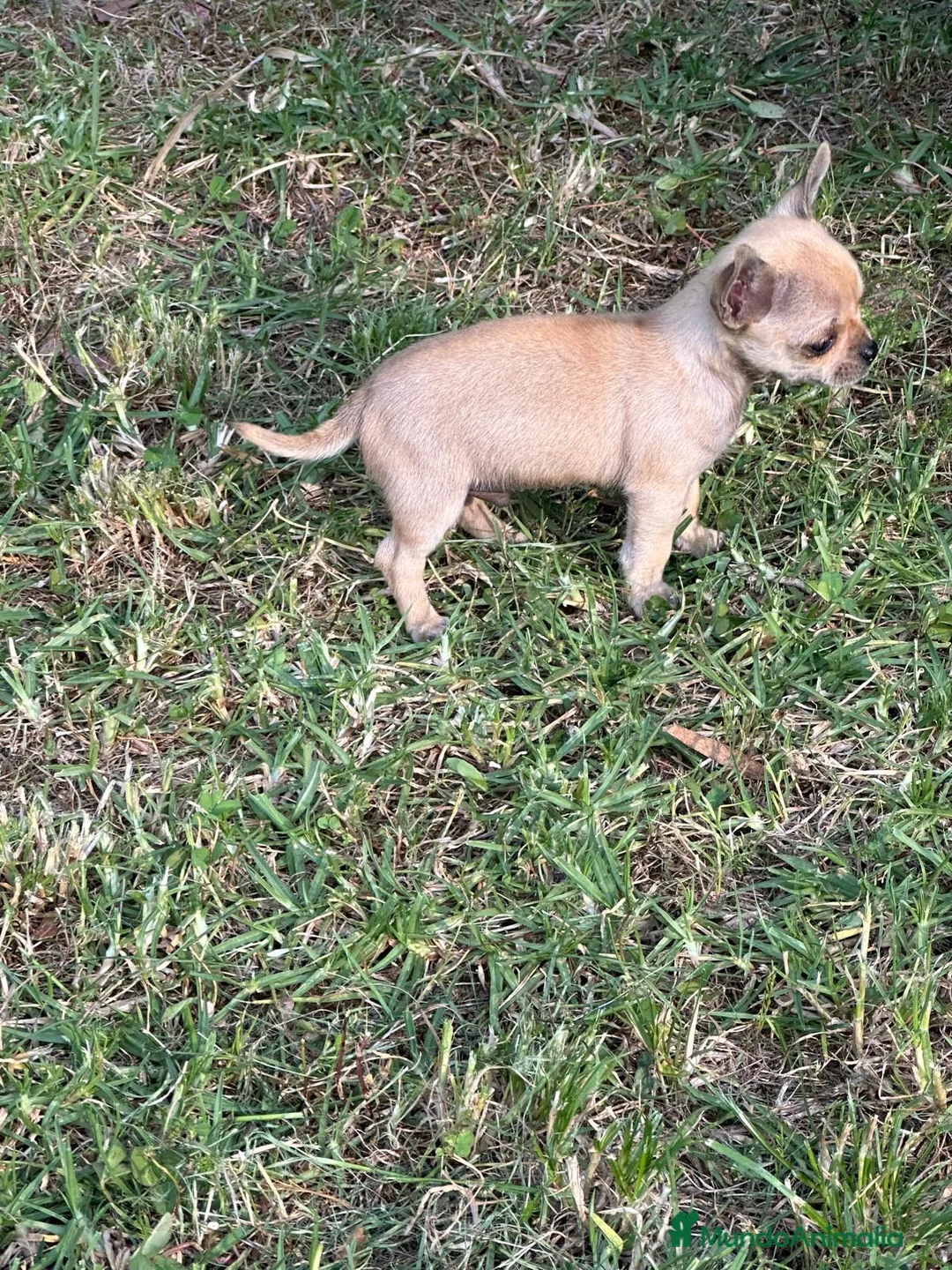 Chihuahua perros en venta: Chihuahua camada - Anuncio 2