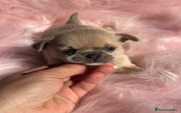 Chihuahua perros en venta: Chihuahua Toy Isabella  - Anuncio 8