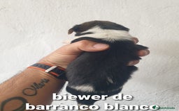 Biewer Yorkshire Terrier a la Pom Pon perros en venta: Biewer y golden con pedigree - Imagen 12