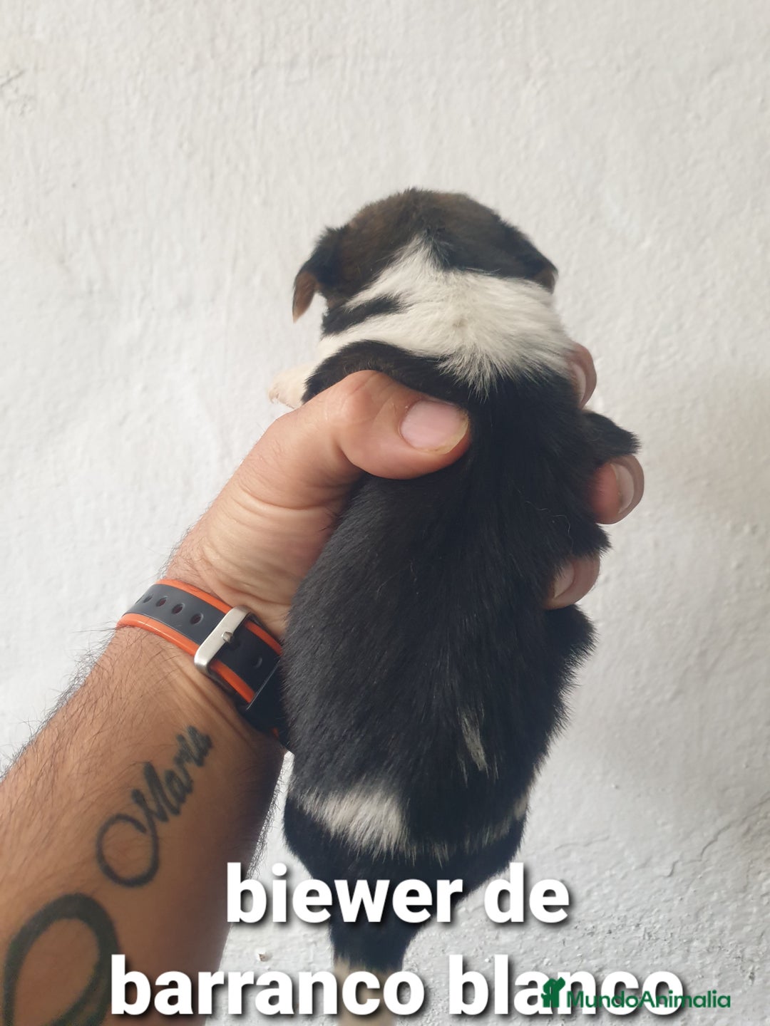 Biewer Yorkshire Terrier a la Pom Pon perros en venta: Biewer y golden con pedigree - Imagen 12