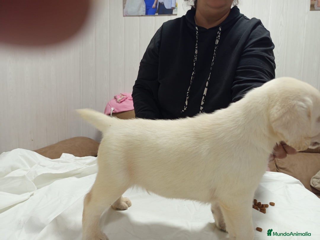 Labrador Retriever perros en venta: Labrador retriever dorado y chocolate  - Anuncio 3