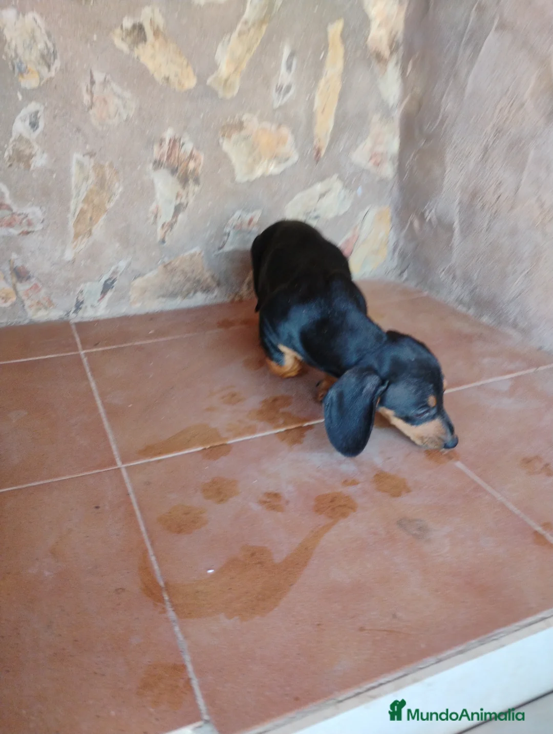 Teckel Miniatura perros en venta: Hembra teckel negro fuego miniatura  - Anuncio 4