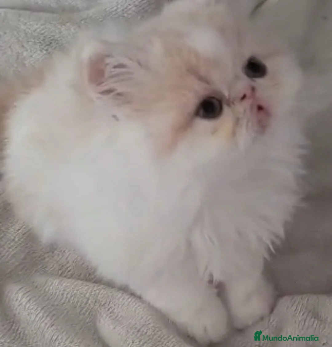 Persa gatos en venta: GATOS PERSAS DISPONIBLES  en Valencia - Anuncio 2