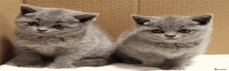 Británico de Pelo Corto Azul gatos en venta: British Shorthair Preciosas - Anuncio 3