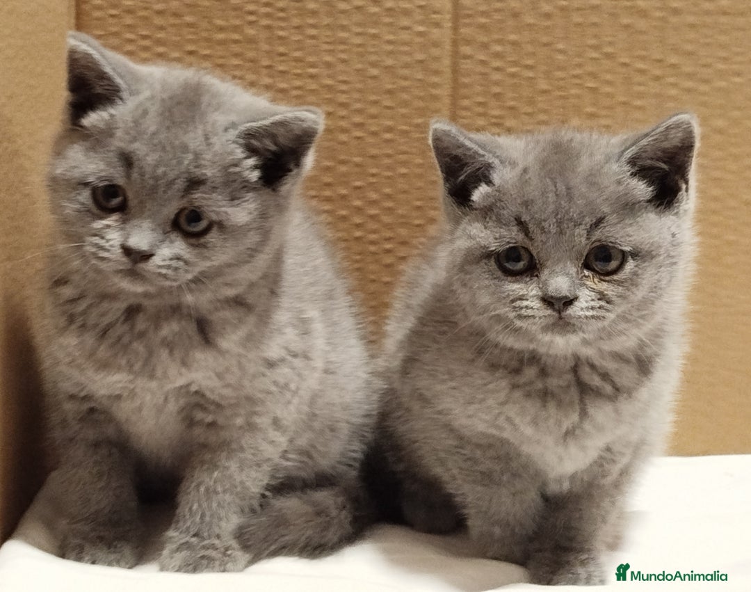Británico de Pelo Corto Azul gatos en venta: British Shorthair Preciosas - Anuncio 3