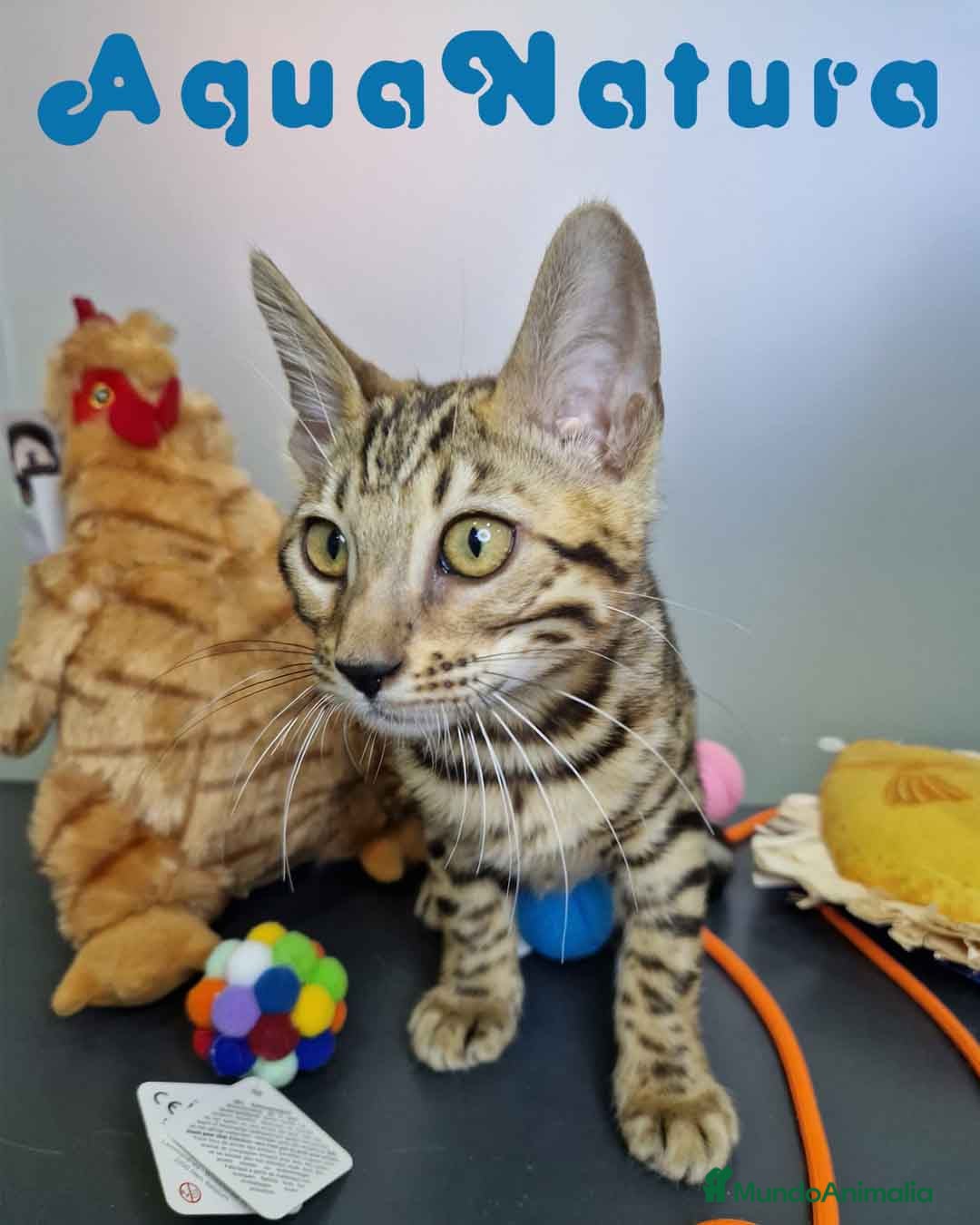 Bengalí gatos en venta: Bengali Hembra 4611 AQUANATURA - Imagen 9