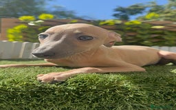 Pequeño Lebrel Italiano perros en venta: PICCOLO ISABELA macho - Imagen 4