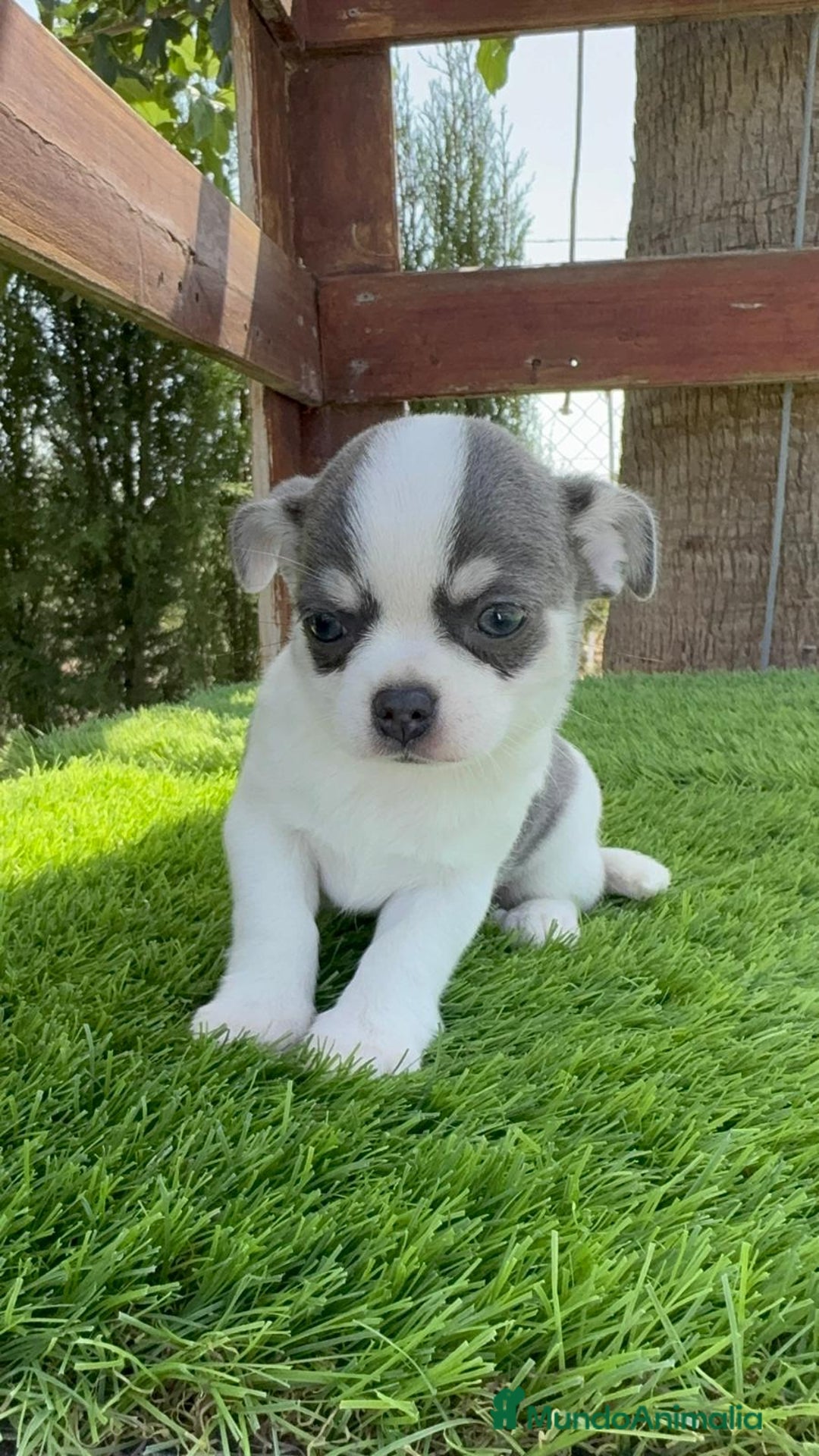 Chihuahua perros en venta: CHIHUAHUA MACHO - Imagen 10