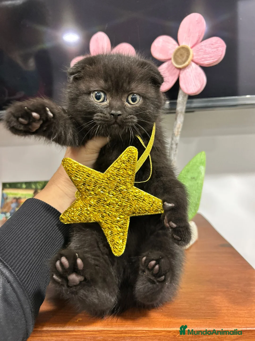 Scottish Fold gatos en venta: Macho de Scotish Fold negro - Anuncio 1