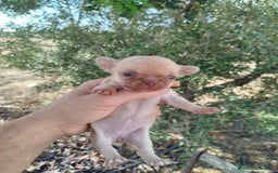 Chihuahua perros en venta: Camada de chihuahua  - Anuncio 5
