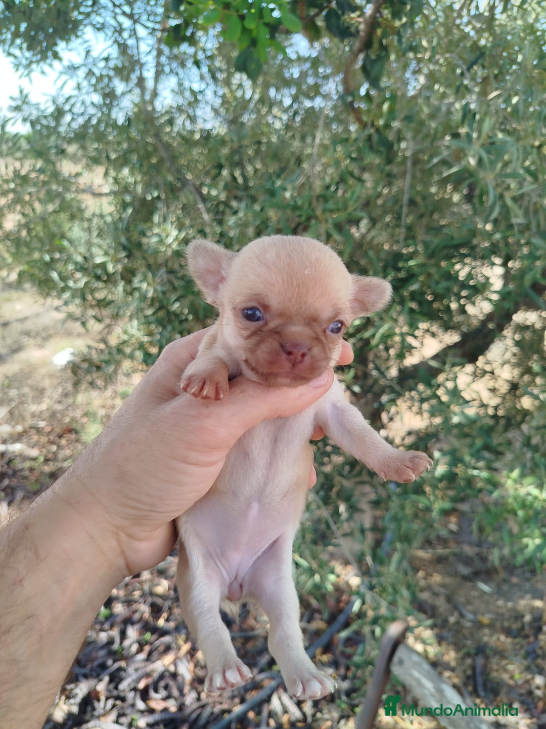 Chihuahua perros en venta: Camada de chihuahua  - Anuncio 5