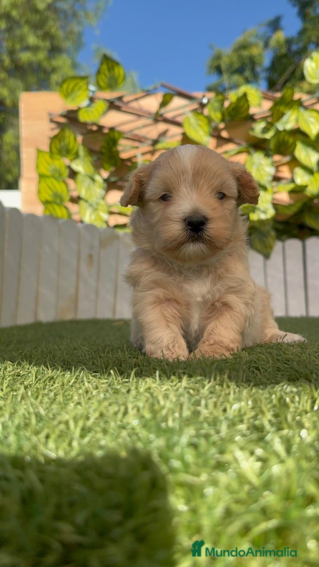 Maltipoo perros en venta: MALTIPOO MACHO - Imagen 21
