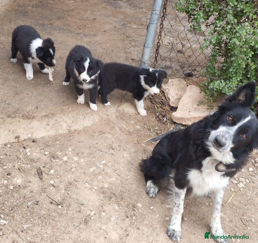 Border Collie perros en venta: Tierno bebé de Border Collie - Imagen 2