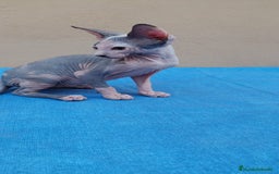 Sphynx gatos en venta: Preciosa hembrita lista para entregar  - Imagen 8