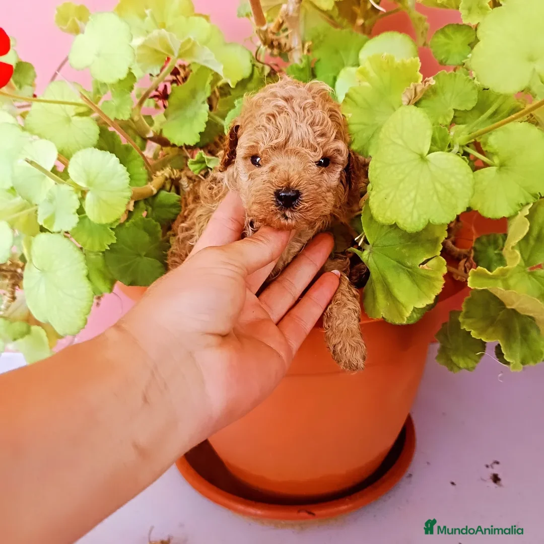 Caniche Toy perros en venta: Caniche tacita de té - Anuncio 2