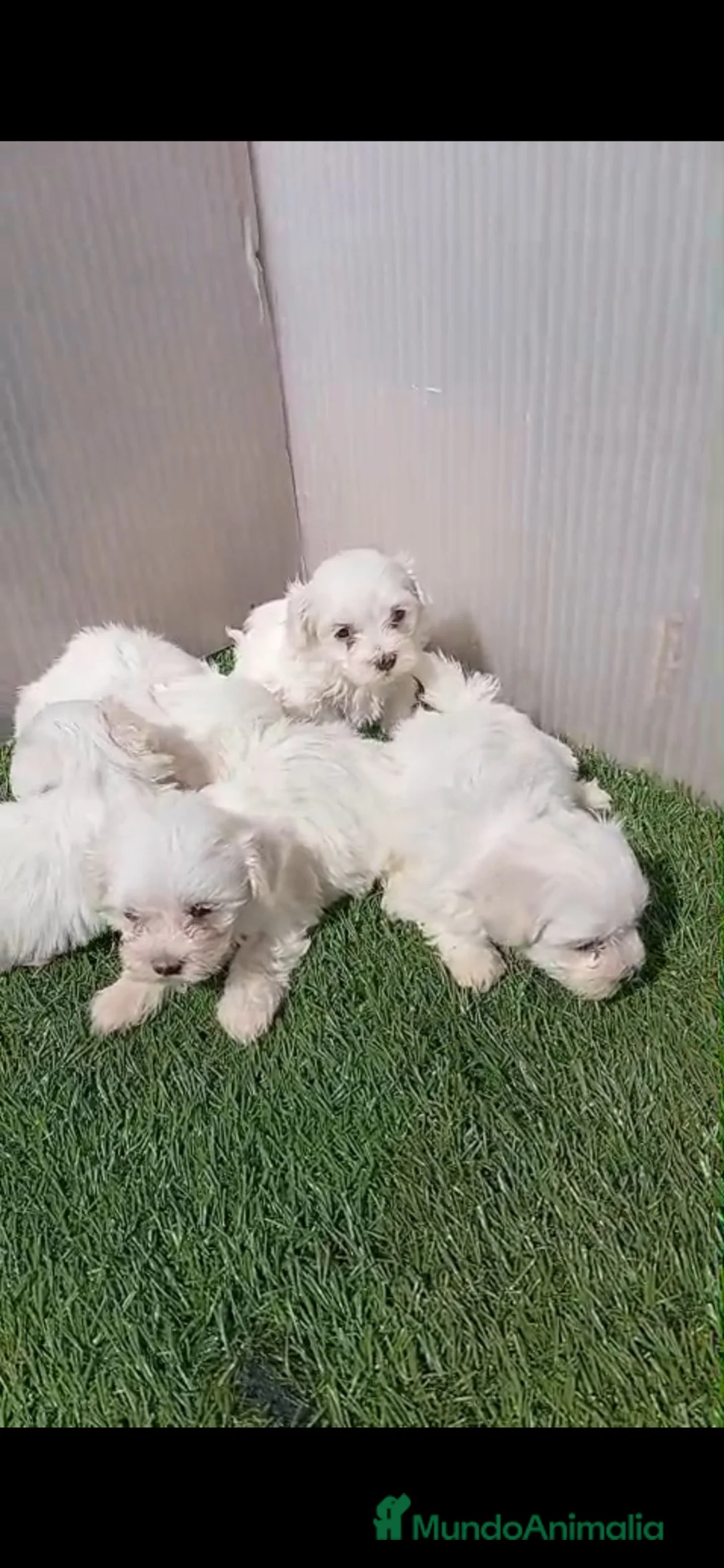 Bichón Maltés perros en venta: Cachorros Bichon maltés  en Alicante - Anuncio 1