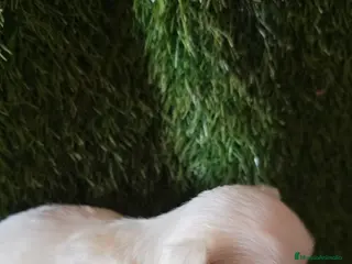 Bichón Maltés perros Bicho maltes linia coreano macho - Anuncio 10