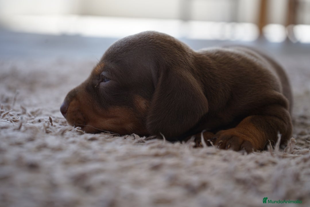 Teckel Miniatura perros en venta: 🐾Frixco, Calypso & Sunny💚 ¡Explosión de ternura! - Imagen 7