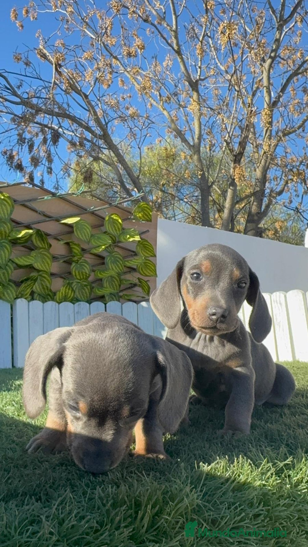 Teckel Miniatura perros en venta: TECKEL MINIATURA BLUE AND TAN - Anuncio 20